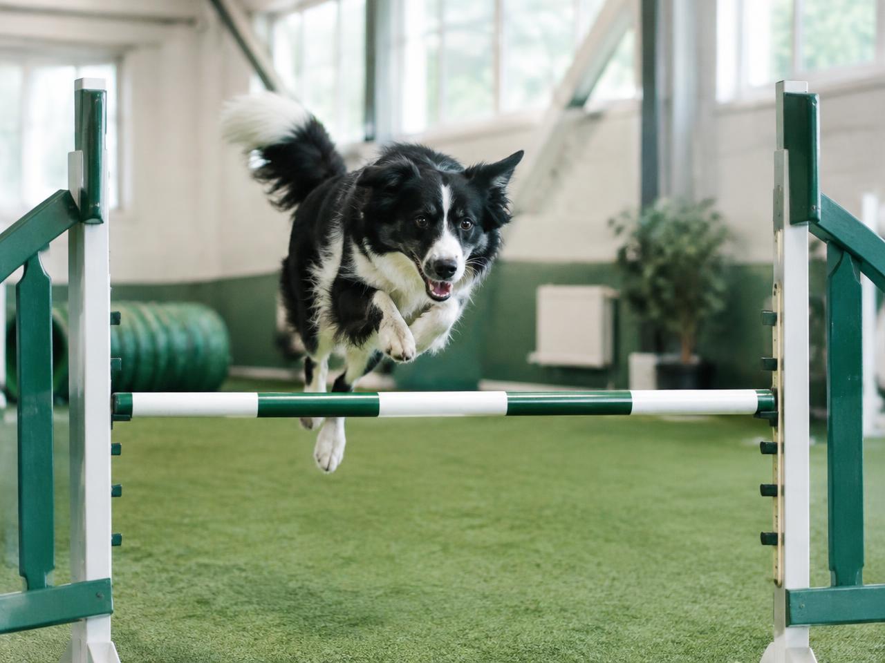 Border collie hoppar över agilityhinder